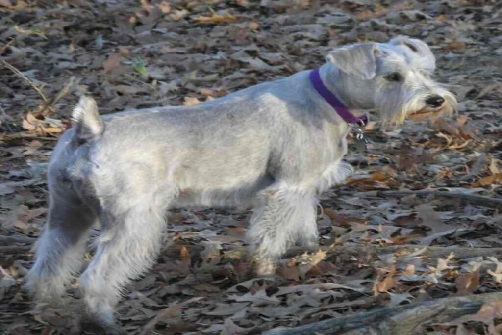 Un cane di razza Schnauzer