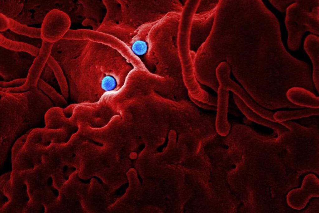 batteri e microbiota intestinale