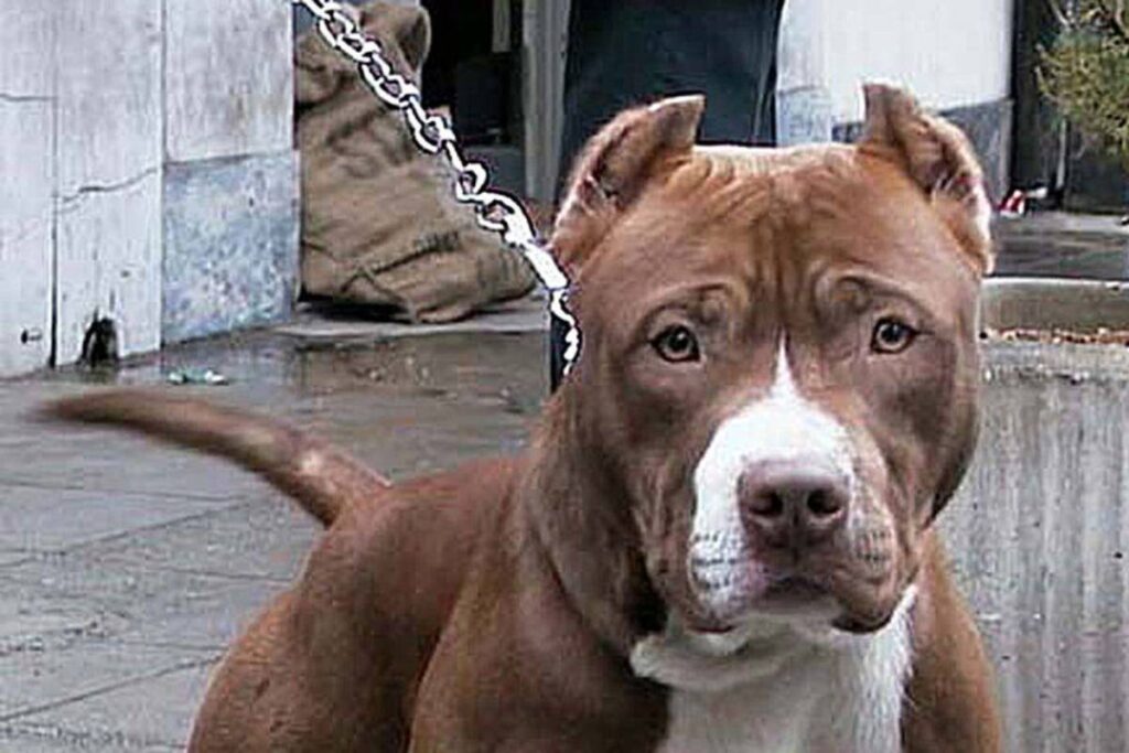 Un cane american bully