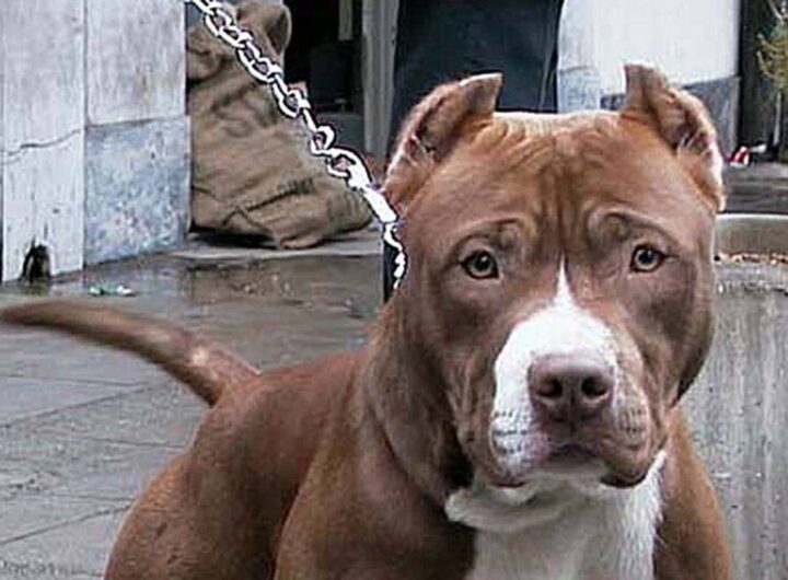 Un cane american bully