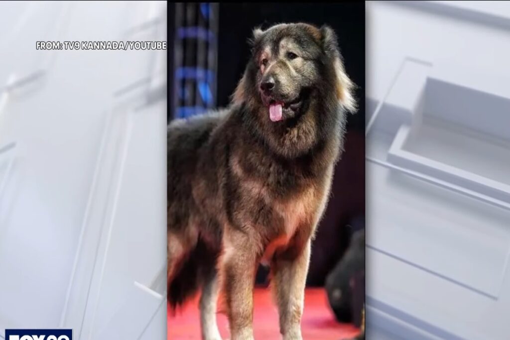 Cadabomb Okami, il cane più costoso al mondo. È stato comprato per 5 milioni di euro