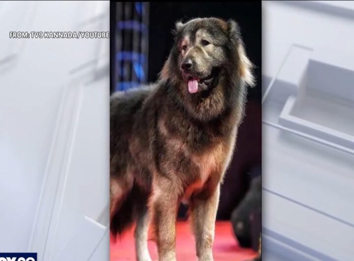 Cadabomb Okami, il cane più costoso al mondo. È stato comprato per 5 milioni di euro