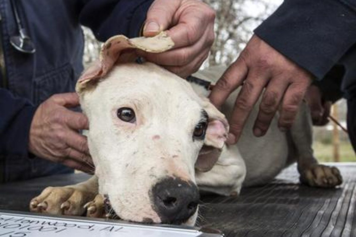 dogo argentino