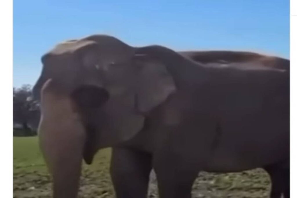 Elefante