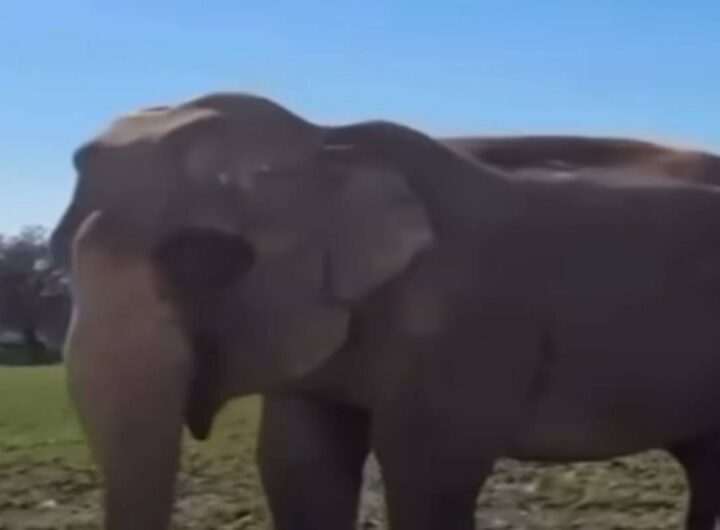 Elefante