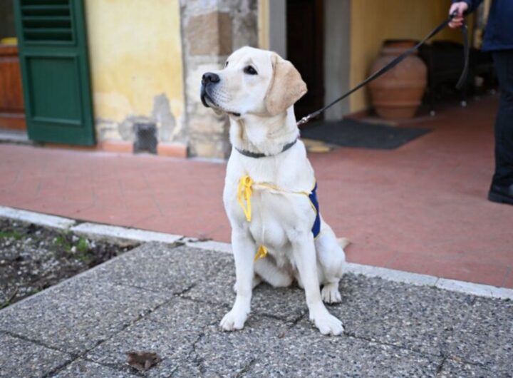 un labrador