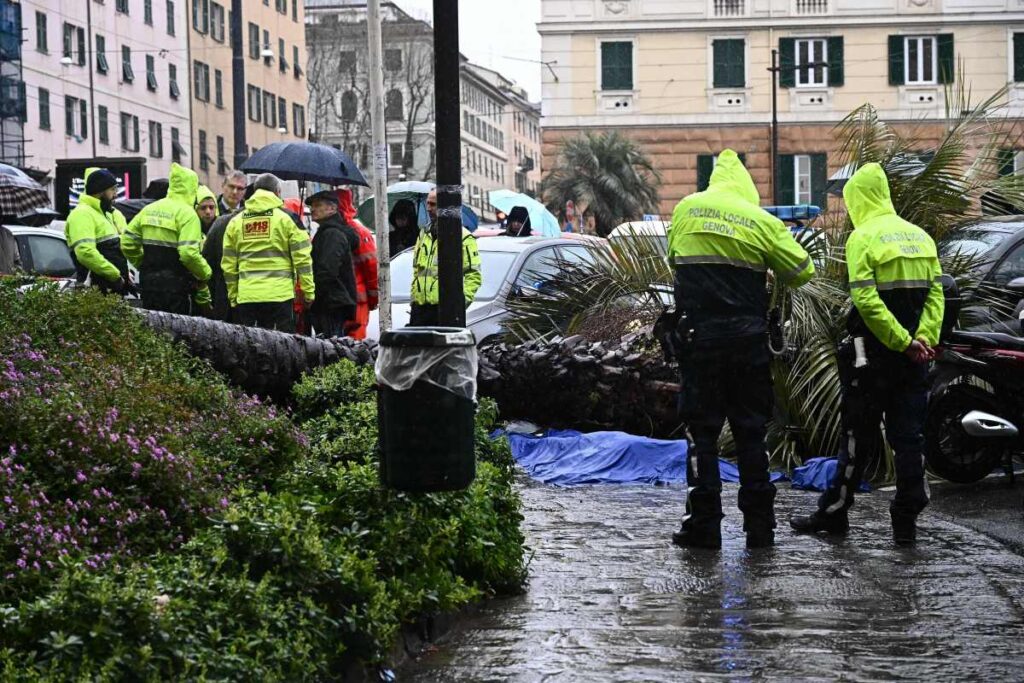 palma crollata a genova