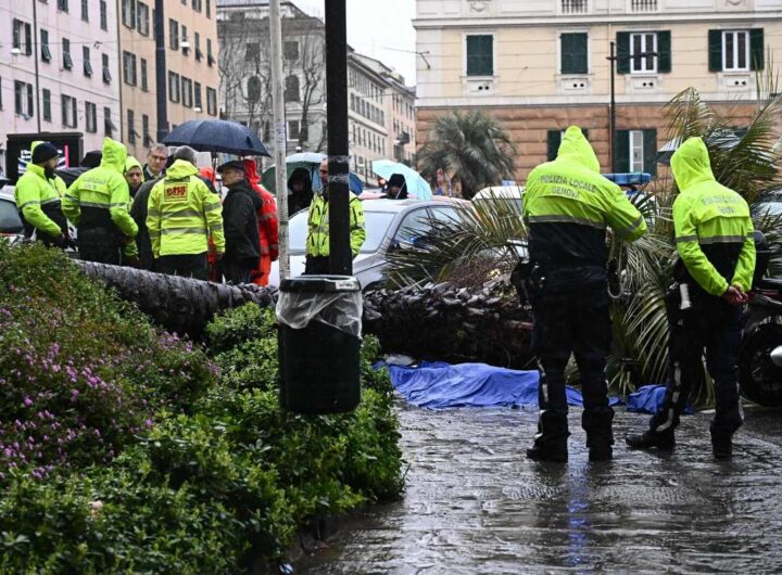 palma crollata a genova