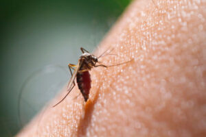 Malaria e Chikungunya, infettivologo: "Dobbiamo abituarci, portate dai turisti italiani"