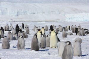 pinguini-antartide