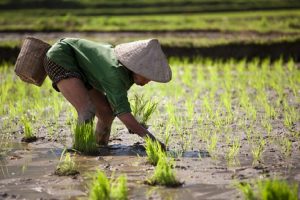 M5s contro importazioni di riso dalla Cambogia