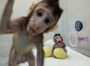 Scimmie clonate, ecco come ci aiuteranno a combattere le malattie