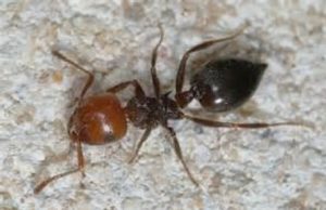 Il fungo parassita che trasforma le formiche carpentiere in zombie