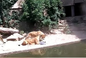 Airone leone zoo Amsterdam