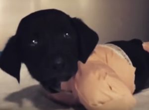 YOUTUBE Cucciolo di cane torturato: via le zampe e la coda con un'ascia
