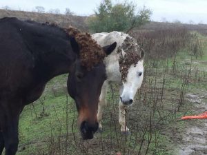 Cavalli e puledri delta del Po: muoiono abbandonati, corsa contro il tempo per fermare la strage