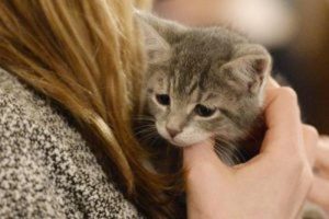 Cani e gatti negli uffici dell'Ats Lombardia: i dipendenti possono portarli al lavoro