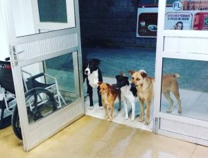 Clochard finisce all'ospedale: i suoi cani lo aspettano all'ingresso FOTO