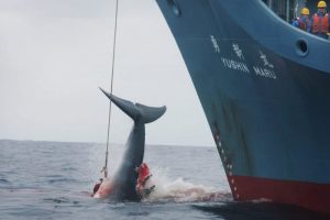 Giappone ammazza le balene. Non per cibo: è sovranismo