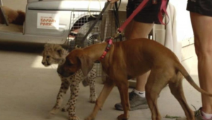 Il ghepardo viene operato: il suo amico cane non lo lascia solo un attimo VIDEO