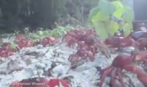 Christman Island, milioni di granchi rossi in migrazione invadono strade