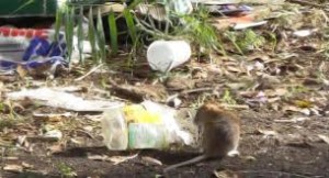 Savona, allarme topi: vengono attirati dai rifiuti abbandonati in strada
