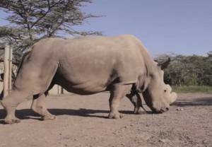 ultimo rinoceronte bianco al mondo è scortato 24 ore al giorno