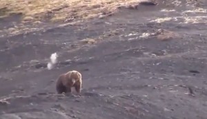 VIDEO YouTube - Orso ucciso, cacciatori filmano e ridono