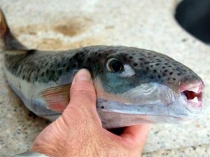 Pesce palla maculato nei mari italiani, è specie tossica 