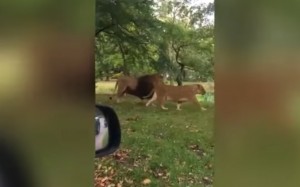 YOUTUBE Bimbo vede un leone e inizia a vomitare (sulla mamma)