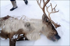 Cambiamenti climatici, in Siberia 80mila renne morte. A rischio anche l'uomo