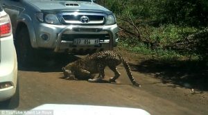 Sudafrica, baby impala sbranato da ghepardo davanti ai turisti 12